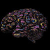 Brain Neuroplasticity